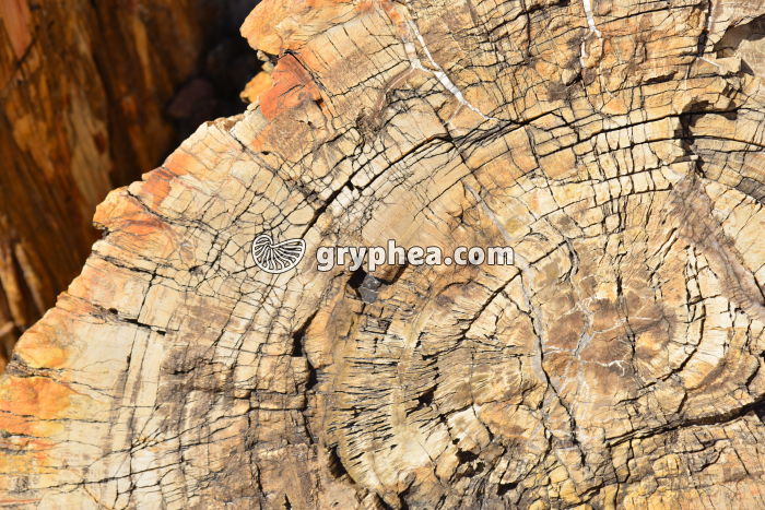 Tronc silicifié détail des anciens cernes de croissance (Petrified forest NP, Arizona, USA) - gryphea.com